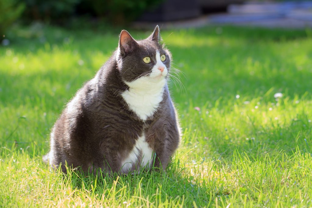 Un gros chat regarde au loin sur la pelouse
